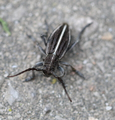 Dorcadion holosericeum