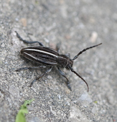 Dorcadion holosericeum