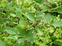 Amelanchier bartramiana