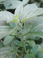 Mentha arvensis