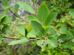 Amelanchier bartramiana