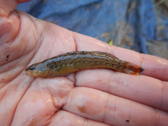 Etheostoma radiosum