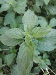 Mentha arvensis