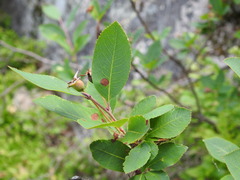 Amelanchier bartramiana