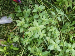 Mentha arvensis