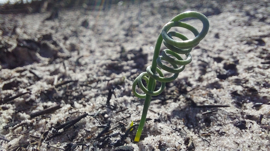 Albuca spiralis, Cape Farms, Cape Town, South Africa