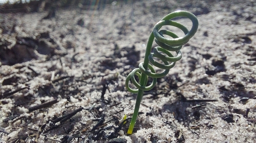 Image of Albuca spiralis by (c) Jacques van der Merwe, some rights reserved (CC BY-SA)