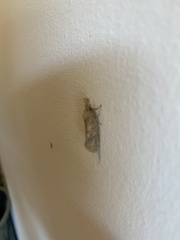 Acrolophus plumifrontella