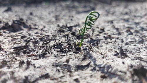 Albuca spiralis