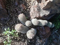 Escobaria chihuahuensis