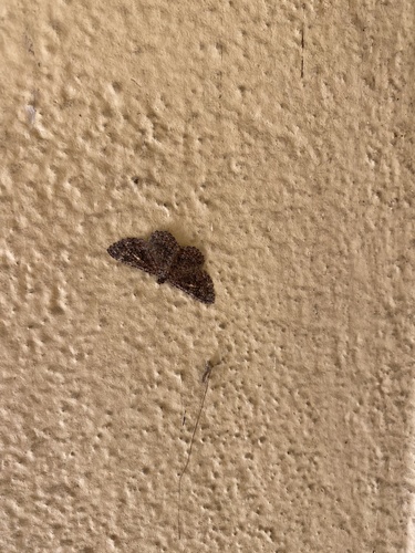 photo of New Mexico Carpet Moth (Archirhoe neomexicana)