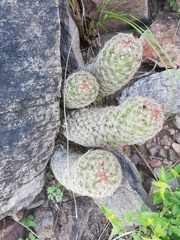 Escobaria chihuahuensis