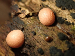 Lycogala epidendrum