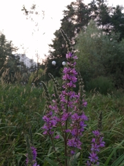 Lythrum salicaria
