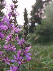 Lythrum salicaria