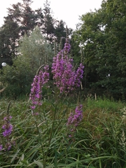 Lythrum salicaria
