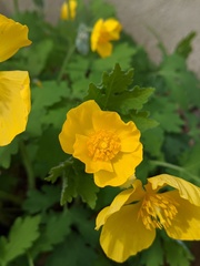 Stylophorum diphyllum