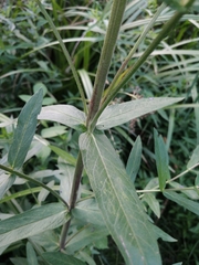 Lythrum salicaria