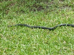 Coluber constrictor priapus image