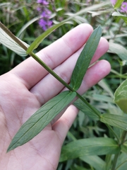 Lythrum salicaria