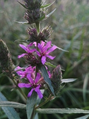 Lythrum salicaria