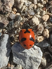 Hippodamia glacialis