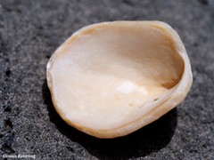 Patella ordinaria