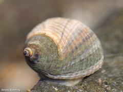Tectarius striatus