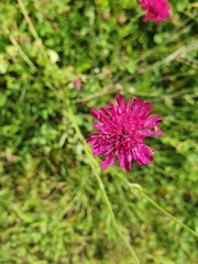 Knautia macedonica