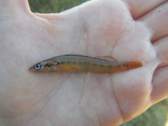 Percina phoxocephala