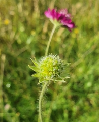 Knautia macedonica