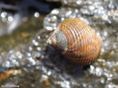 Tectarius striatus
