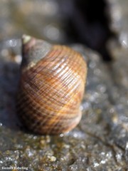 Tectarius striatus