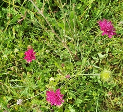 Knautia macedonica