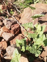 Aristolochia wrightii
