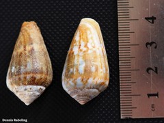 Conus guanche