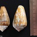 Conus guanche - Photo (c) Dennis Rabeling, some rights reserved (CC BY-NC-ND), uploaded by Dennis Rabeling