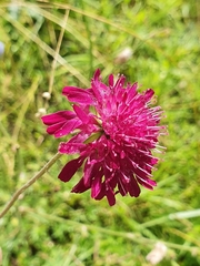Knautia macedonica