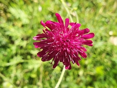 Knautia macedonica
