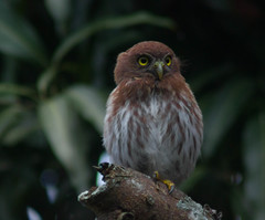 Glaucidium brasilianum
