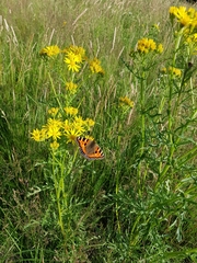Aglais urticae