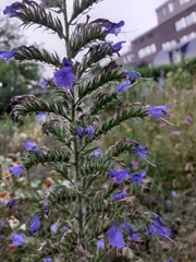 Echium vulgare