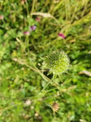 Knautia macedonica