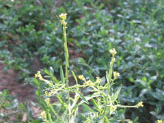 Sisymbrium officinale