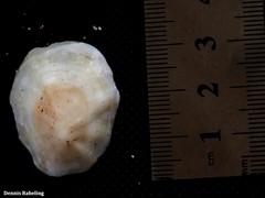 Patella ordinaria