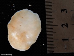 Patella ordinaria
