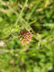 Knautia macedonica