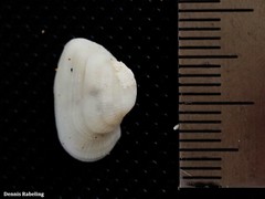 Striarca lactea