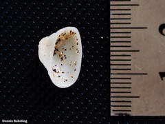 Striarca lactea
