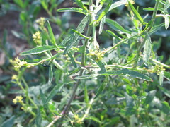 Sisymbrium officinale